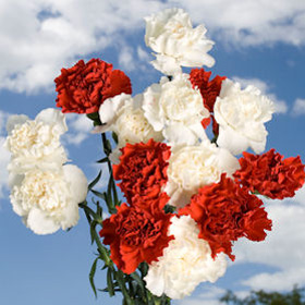 Christmas Carnations Christmas Carnations