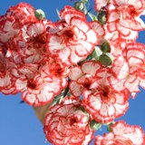 Christmas  Mini Carnations