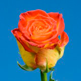 Circus Roses