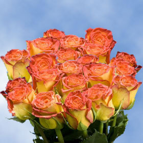 Circus Roses Long 150