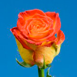 Circus Roses