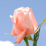 Peckoubo Roses