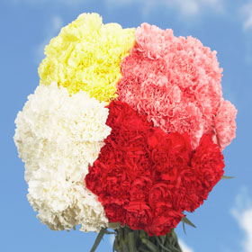 Color Carnations Color Carnations