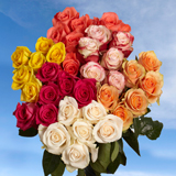 Colored Roses