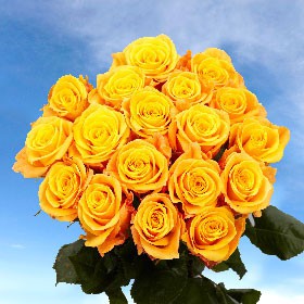Conga Roses 250