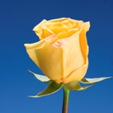 Gold Flowers