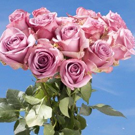 Cool Water Roses Long 75 Lavander Roses