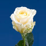 Cream Flowers