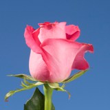 Sweet Unique Roses