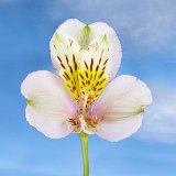 Creme Alstroemerias