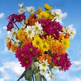 Daisy Flowers