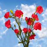 Hot Pink Mini Carnations