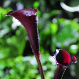 Mini Calla Lilies Dark Purple 60 Flowers