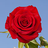 200 Dark Red Paris Roses