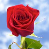 100 Dark Red Black Magic Roses