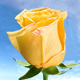 Conga Roses