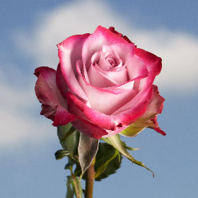 Lavender Roses