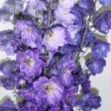 Delphinium Hybrid Assorted 60 Flowers 26