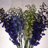 Delphinium Volken Assorted 120 Flowers 22