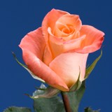 Donna Roses