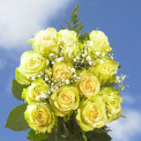 Rose Dozen Color Dozen Roses