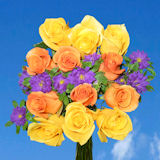Rose Dozen  Two Color Dozen Roses