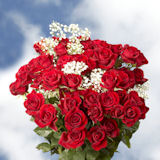 Rose Dozen Spray Roses Dozen Roses
