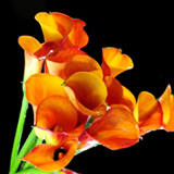 Mini Calla Lilies Mango Orange 240 Flowers