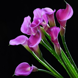 Mini Calla Lavender 60 Flowers