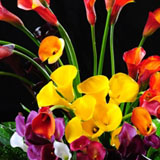 Mini Calla Lilies Assorted Colors 120 Flowers
