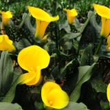 Mini Calla Golden Yellow 240 Flowers