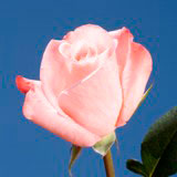 Emilia Roses 100