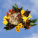 Arrangement Equinox 8 Bouquets