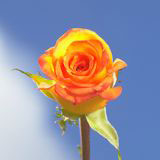 Erin Roses 100