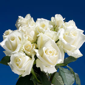 Escimo Roses Long 75  White Roses
