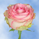 Esperance Roses