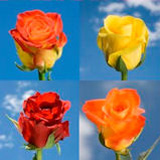 Fall Color Roses 250 Yellow Orange Bi-Color Red