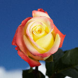 Florida Roses