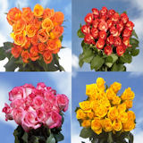 100 Best  Roses Assorted Colors  Four Different Colors   Great Value