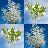 Flower Fillers  Four Bunches