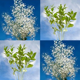 Flower Fillers  Four Bunches
