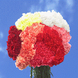 400 Assorted Carnations - Next Day Delivery