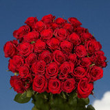 50 Red Roses Absolutely  Lovely!