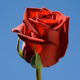 Forever Young Roses 100  Red Roses