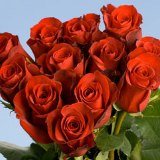 Freedom Roses Long 75