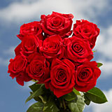 400 Red Freedom Roses Great Value Best Price