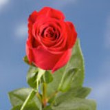 Freedom Roses Long 150