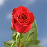 Freedom Roses