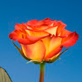 Friendship Roses 100