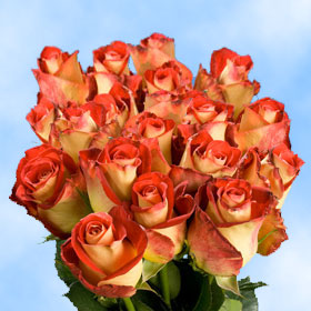 Friendship Roses 250